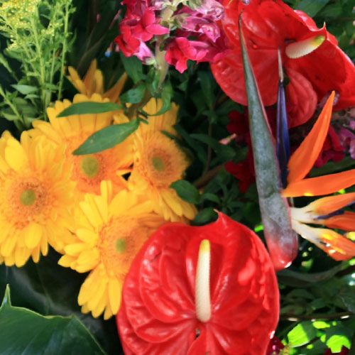 Wholesale Flowers for DIY Designs â€“ Blooms by the Box