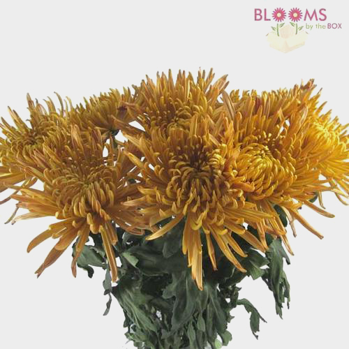 Wholesale Mums & Spider Mums