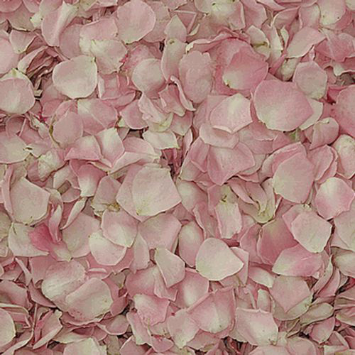 Wholesale Flower Petals Petals for DIY Weddings
